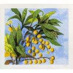 Nespole - immagine 2