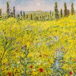 Ginestre in Toscana