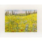 Ginestre in Toscana - immagine 2