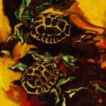 Tartarughe