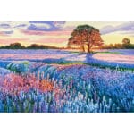 Campo di Lavanda - immagine 2