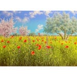 Accenti - immagine 2