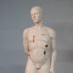 MetaForma Torso