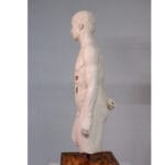 MetaForma Torso - immagine 3