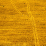 Giallo oro
