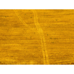 Giallo oro - immagine 2